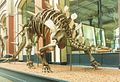 Kentrosaurus (Ornithischia)