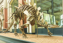 收藏于柏林洪堡大学的钉状龙化石