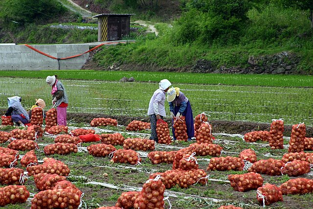 Récolte de pommes de terre en Corée-du-Sud