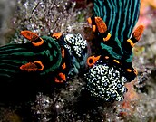 Nembrotha kubaryana comiendo al tunicado Oxycorynia fascicularis.