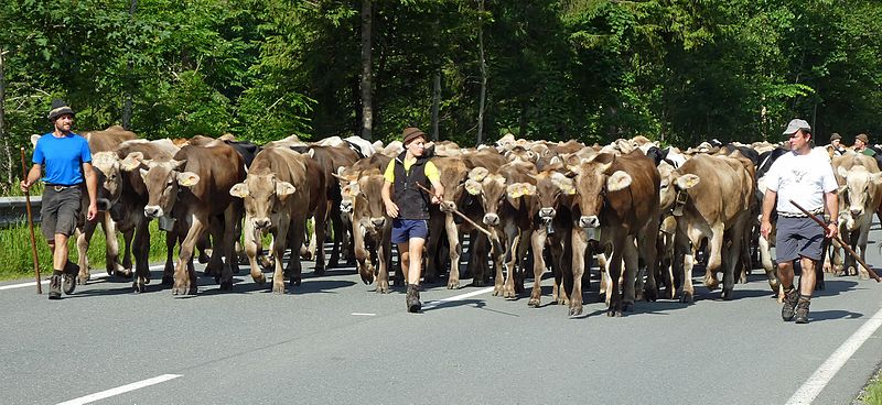 File:Kuhherde auf der Straße.jpg