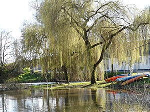 Bords de l'Erdre à Vault.