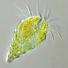 The oligotrich ciliate has been characterised as the most important herbivore in the ocean Laboea strobila.jpg