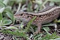 5 Lacerta agilis female 2013 G2 uploaded by George Chernilevsky, nominated by George Chernilevsky