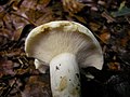 Lactarius piperatus