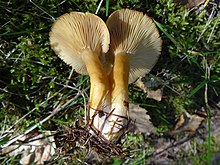 Lactarius porninsis BS21 (1).jpg