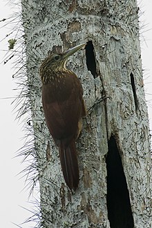 Lafresnaye's Woodcreeper - Manu NP 9461 (16754358801) .jpg