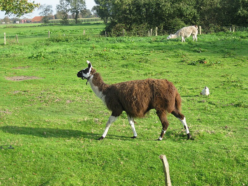 File:Lama auf weide 2.JPG