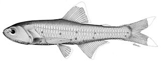 <i>Lampanyctus omostigma</i> Species of fish