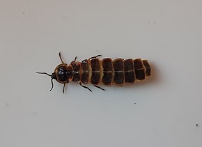 Описание изображения Lampyris iberica female.jpg.