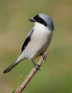 Black-fronted Shrike