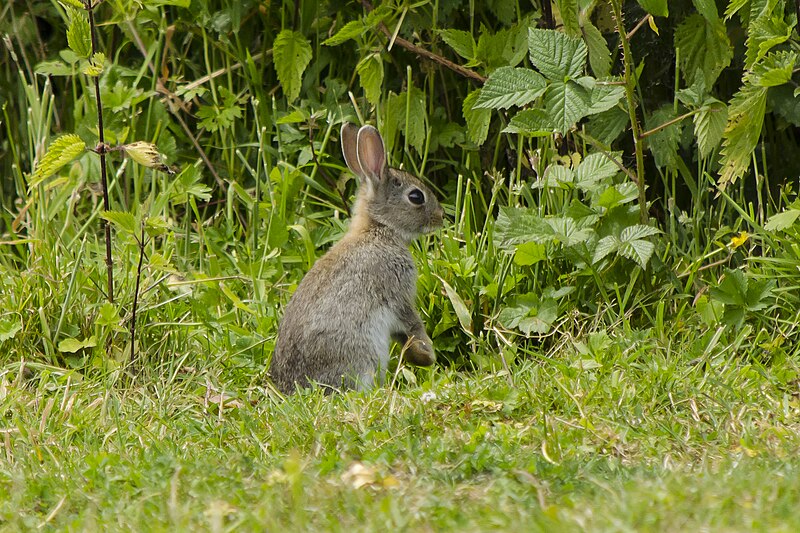 File:Lapin de garenne (18863400265).jpg