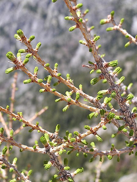 File:Larix lyallii springfoliage.jpg