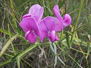 Lathyrus latifolius (pèsol bord).jpg