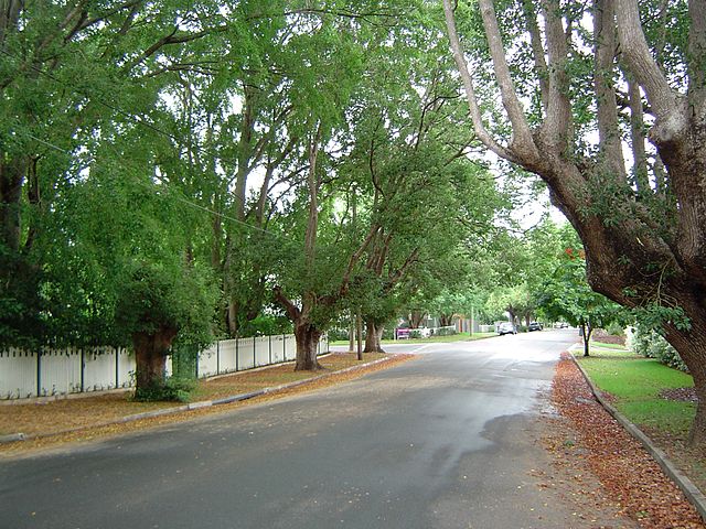 Camphor laurel trees along Laurel Avenue