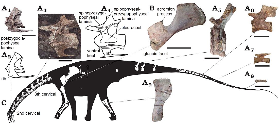 Lavocatisaurus agrioensis