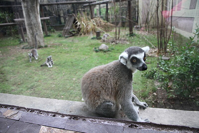 File:Lemur in Shanghai Zoo.JPG