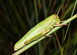 Lentula obtusifrons