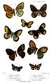 Lepidoptera1Cooke.jpg