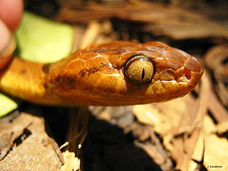 <i>Leptodeira polysticta</i> Species of snake