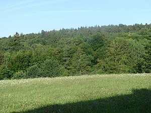 Les: Historie, Druhové složení lesů v Česku, Význam lesa (funkce lesa)