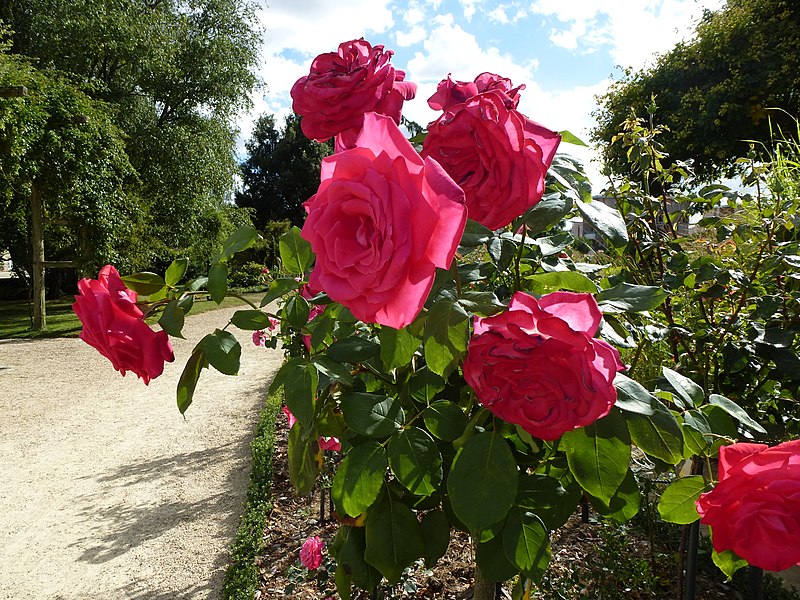 File:Les roses du thabor - panoramio (2).jpg