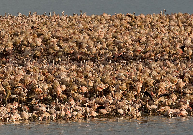 File:Lesser Flamingos, Kamfersdam breeding island, 2006.jpg
