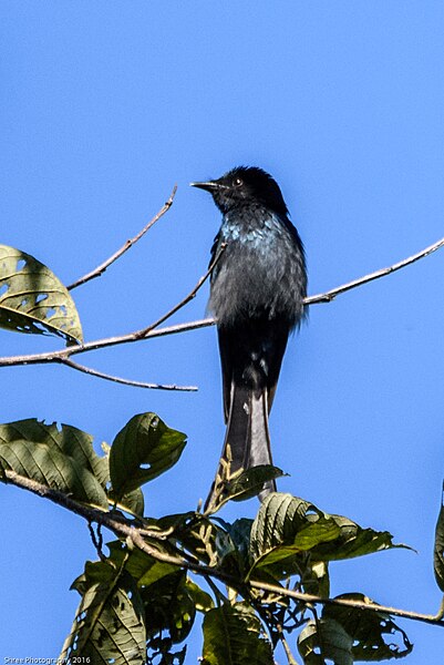 File:Lesser racket-tailed drongo 21.jpg