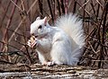 * Nomination White (leucistic) eastern gray squirrel in Prospect Park (Brooklyn, NY, USA) (by User:Rhododendrites) --D-Kuru 19:08, 29 January 2023 (UTC) * Promotion  Support Good quality. --Rjcastillo 19:46, 29 January 2023 (UTC)