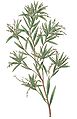 Leucopogon lanceolatus -Curtis.jpg