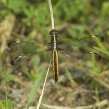 Libellula cyanea.png