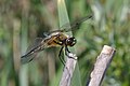 Four-spotted Chaser (Libellula quadrimaculata) Vierfleck