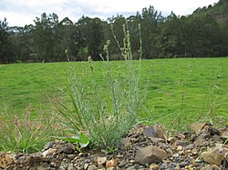 Linaria arvensis