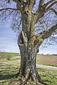 * Nomination One of the "2 lime trees at Baunachweg" natural monument near Leuzendorf --Plozessor 05:39, 17 February 2024 (UTC) * Promotion  Support Good quality.--Famberhorst 05:55, 17 February 2024 (UTC)