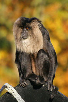 Lion-tailed Macaque.jpg