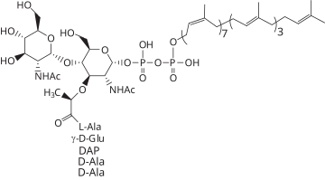 Lipid II structure.svg