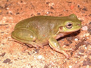 Litoria gilleni.jpg