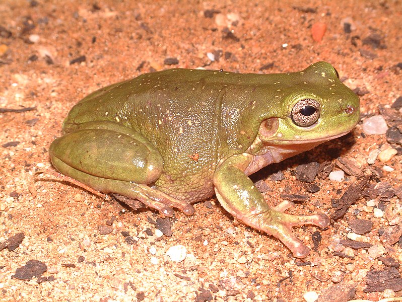 File:Litoria gilleni.jpg