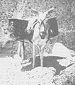 Lloles en vendimia Valle del Limari.1934.jpg