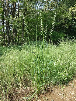 Italianraiheinä (Lolium multiflorum)