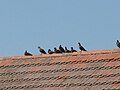 Čeština: Holubi na střeše v Louce, okres Písek, Česká republika. English: Pidgeons on the roof in Louka village, Písek District, Czech Republic.