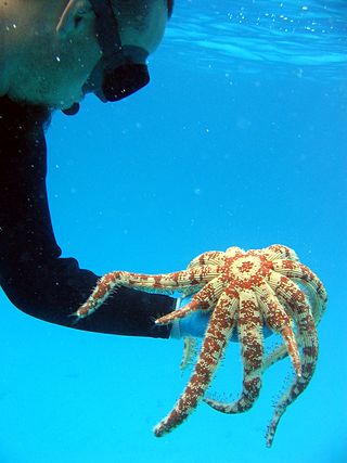 <i>Luidia magnifica</i> Species of starfish