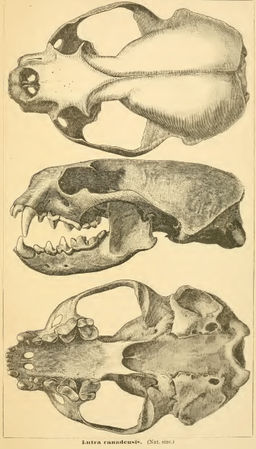 Lutracanadensisskull