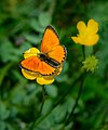 * Nomination Scarce copper (Lycaena virgaureae) --Uoaei1 03:26, 27 September 2021 (UTC) * Promotion  Support Good quality -- Johann Jaritz 03:29, 27 September 2021 (UTC)