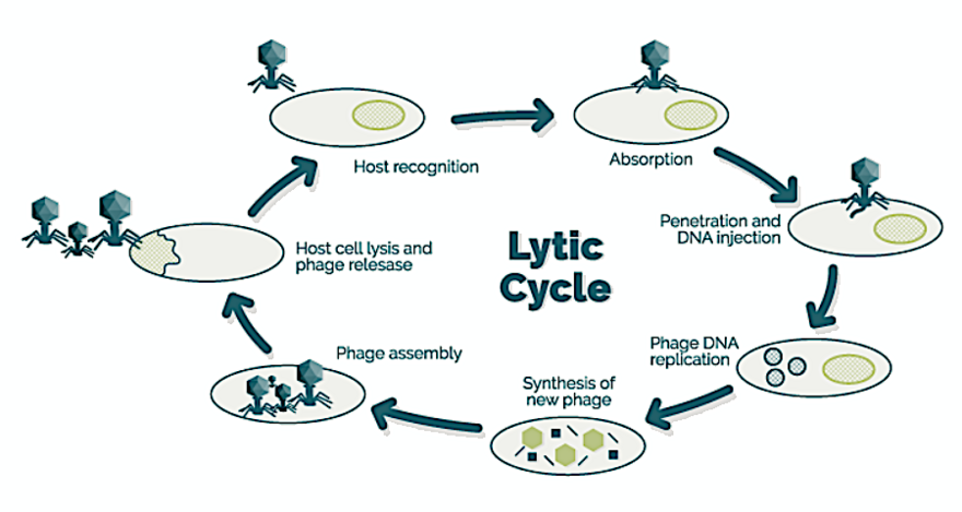 Lytic Cycle. Репродуктивный цикл бактериофага. Литический цикл вирусов. Морские вирусы.