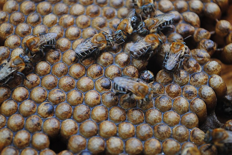 File:M. scutellaris Hive.jpg