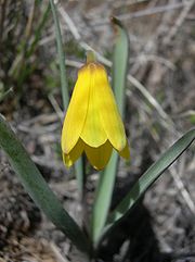 Yellow Fritillary