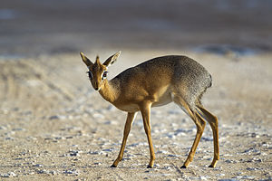 Madoqua kirkii - female (Namutoni).jpg