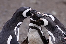 Magellanic Penguins (4312414929).jpg