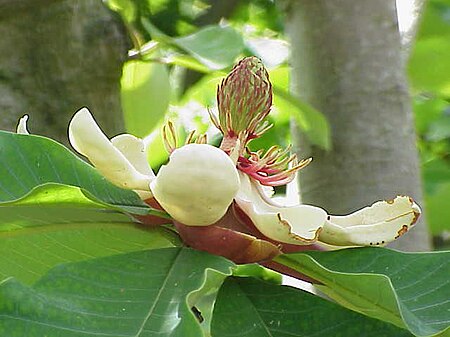 Tập_tin:Magnolia_obovata_01.jpg